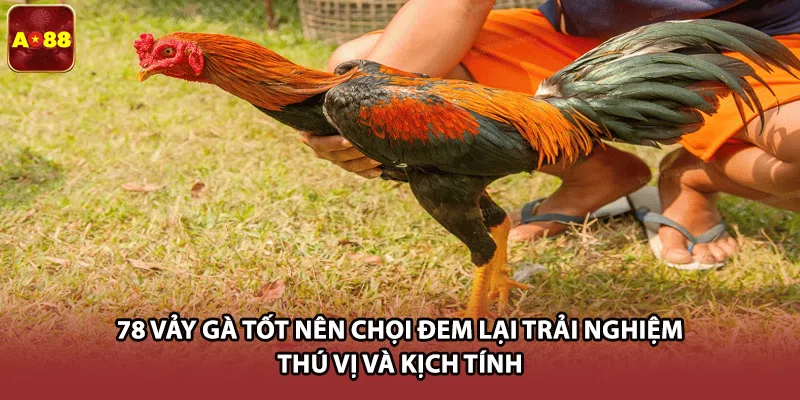 78 vảy gà tốt nên chọi đem lại trải nghiệm thú vị và kịch tính