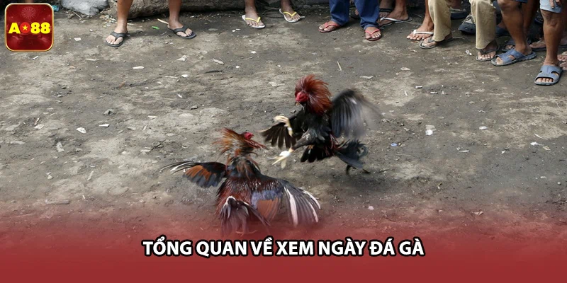 Tổng quan về xem ngày đá gà