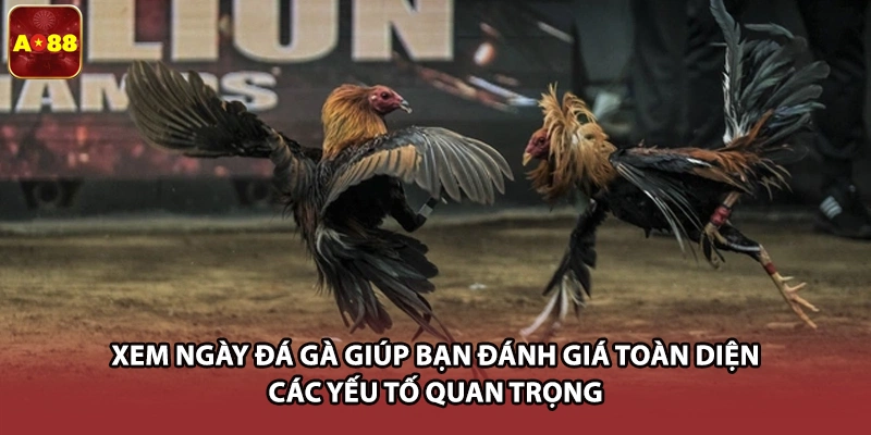 Xem ngày đá gà giúp bạn đánh giá toàn diện các yếu tố quan trọng 
